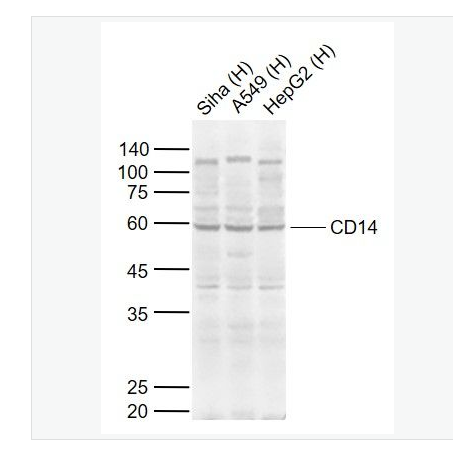 Anti-CD14 antibody-內(nèi)毒素受體抗體,CD14