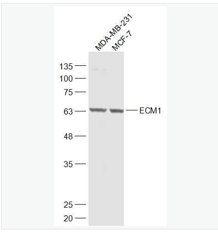 Anti-ECM1 antibody-细胞外基质蛋白1抗体,ECM1