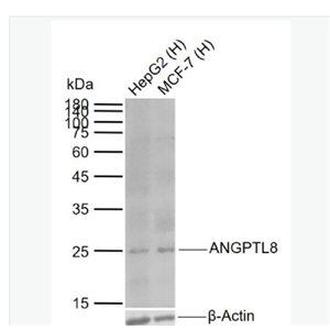 Anti-ANGPTL8 antibody- 19号染色体开放阅读框80单克隆抗体