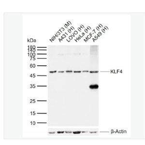 Anti-KLF4 antibody- KLF4重组兔单克隆抗体