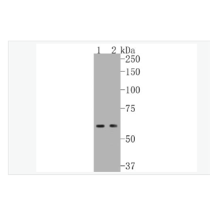 Anti-NADPH oxidase 4  antibody- NADPH氧化酶4抗体