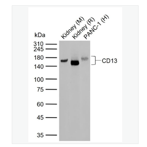 Anti-CD13 antibody- CD13重组兔单克隆抗体