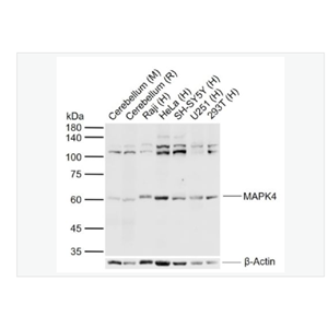 Anti-MAPK4 antibody-细胞外信号调节激酶4抗体
