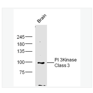 AntiPI 3Kinas Class3 antibody  -磷脂酰肌醇激酶3催化亚单位3抗体