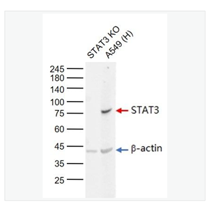 Anti-STAT3 antibody-信号转导和转录激活因子3单克隆抗体