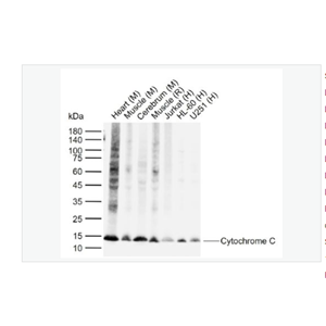 Anti-Cytochrome C antibody -细胞色素C单克隆抗体