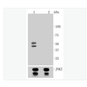 Anti-Phospho-JNK1/2/3 -磷酸化氨基末端激酶1/2/3重组兔单克隆抗体,Phospho-JNK1/2/3(T183+T183+T221)