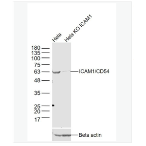 Anti-ICAM1 antibody -细胞间粘附分子-1（CD54）抗体