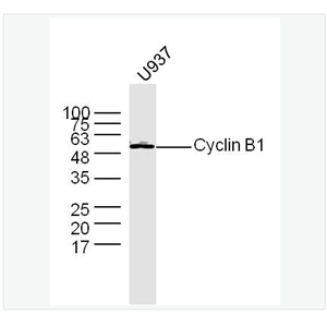 Anti-Cyclin B1 antibody-周期素B1抗体