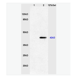 Anti-phospho-ERK1 -磷酸化丝裂原活化蛋白激酶1/2抗体