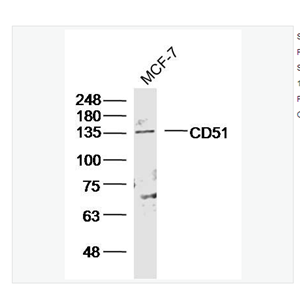 Anti-ITGAV antibody-整合素αV（CD51）抗体