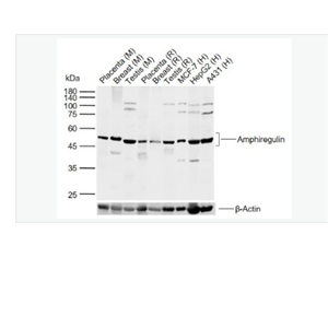 Anti-Amphiregulin antibody-双调蛋白/结肠直肠细胞源性生长因子抗体