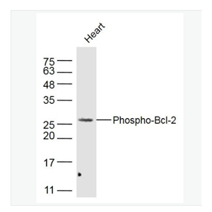 Anti-Phospho-Bcl-2-磷酸化Bcl-2抗体