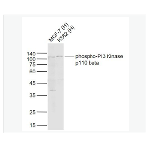 Anti-phospho-PI3-磷酸化磷脂酰肌醇激酶（PI3Kβ）抗体,phospho-PI3 Kinase p110 beta (Ser1070)