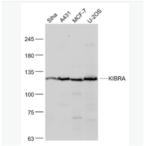 Anti-KIBRA antibody-肾脏和脑蛋白抗体