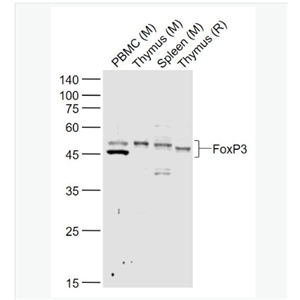 Anti-FOXP3 antibody-叉头蛋白P3抗体,FOXP3