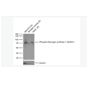 Anti-Phospho-磷酸化葡萄糖合成酶1重组兔单克隆抗体,Phospho-Glycogen synthase 1 (Ser641)
