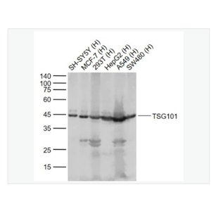 Anti-TSG101 antibody-肿瘤易感基因101蛋白抗体