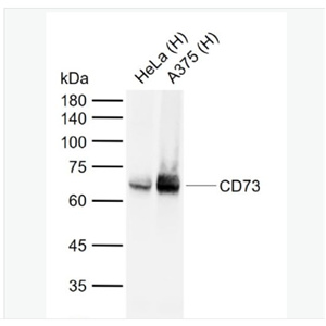 Anti-CD73 antibody-CD73单克隆抗体