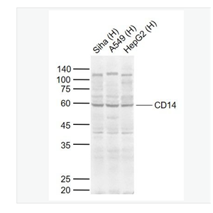 Anti-CD14 antibody-内毒素受体抗体