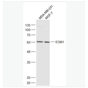 Anti-ECM1 antibody-细胞外基质蛋白1抗体