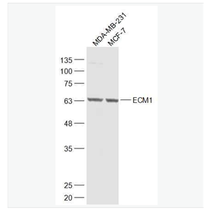 Anti-ECM1 antibody-细胞外基质蛋白1抗体,ECM1