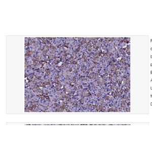 Anti-FGF8 antibody-成纤维细胞生长因子8抗体