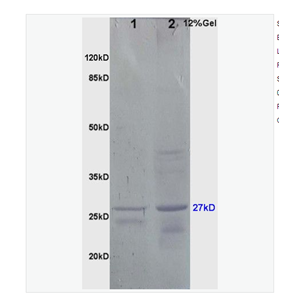 Anti-HSP27 antibody -热休克蛋白27/HSP25抗体