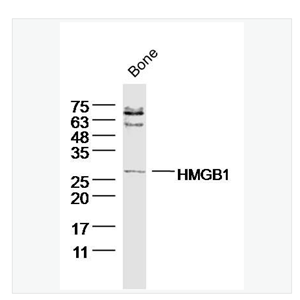 Anti-HMGB1 antibody -高迁移率族蛋白B1抗体,HMGB1