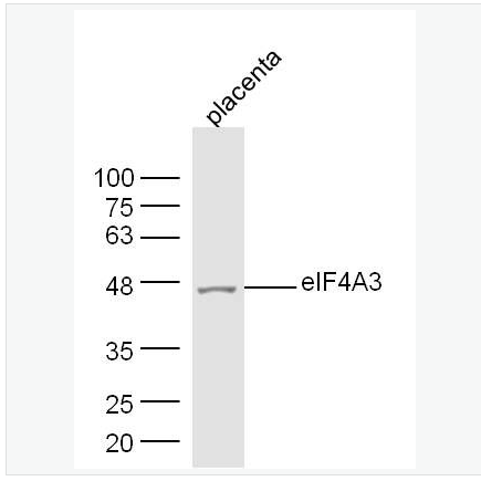 Anti-eIF4A3 antibody-eIF4A3蛋白抗体,eIF4A3