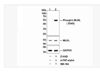 Anti-phospho-MLKL-磷酸化MLKL重组兔单克隆抗体,phospho-MLKL (Ser345)