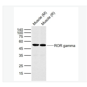 Anti-RORC antibody -孤儿核受体抗体