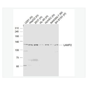 Anti-LAMP2 antibody -溶酶体相关膜蛋白2（CD107B）抗体