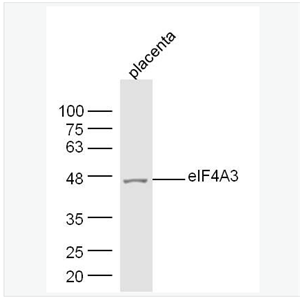 Anti-eIF4A3 antibody-eIF4A3蛋白抗体,eIF4A3