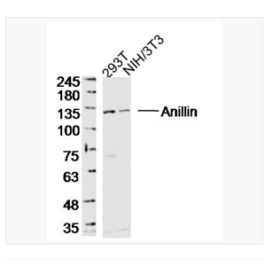 Anti-Anillin antibody-胞环蛋白肌动蛋白结合蛋白抗体,Anillin