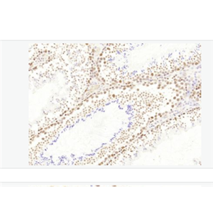 Anti-HP1 gamma antibody-异染色质蛋白1-γ/HP-1γ单克隆抗体