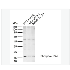 Anti-Phospho-H2AX-磷酸化组蛋白H2AX重组兔单克隆抗体