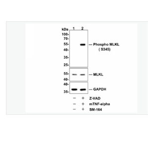 Anti-phospho-MLKL-磷酸化MLKL重组兔单克隆抗体,phospho-MLKL (Ser345)