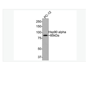 Anti-Hsp90 alpha  antibody-热休克蛋白90α重组兔单克隆抗体
