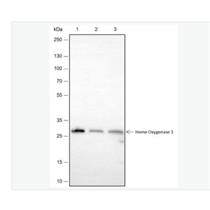 Anti-Heme Oxygenase 1 antibody-血红素氧合酶 1抗体