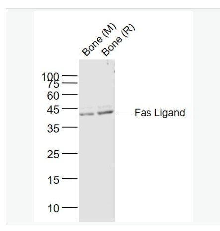 Anti-Fas Ligand antibody-FasL（CD178）抗体,Fas Ligand