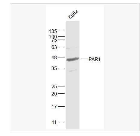 Anti-PAR1 antibody-蛋白酶激活受体-1抗体,PAR1