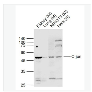 Anti-C-jun antibody-原癌基因蛋白/活化蛋白1抗体