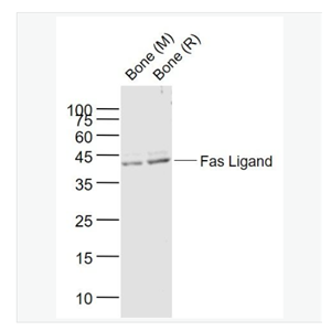 Anti-Fas Ligand antibody-FasL（CD178）抗体