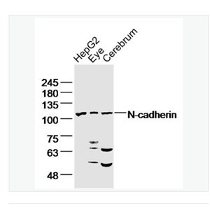 Anti-N-cadherin antibody-N-钙粘附分子抗体