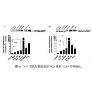 長鏈多不飽和脂肪酸（DHA）BSA水溶液,DHA-BSA、omega-3