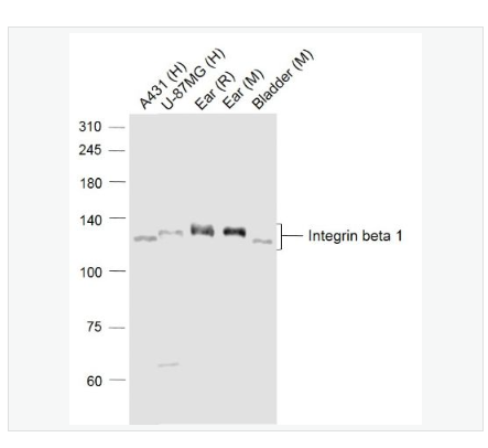 Anti-Integrin beta 1 antibody -整合素β1（CD29）抗体,Integrin beta 1