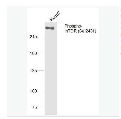 Anti-Phospho-mTOR-磷酸化雷帕霉素靶蛋白抗体,Phospho-mTOR (Ser2481)