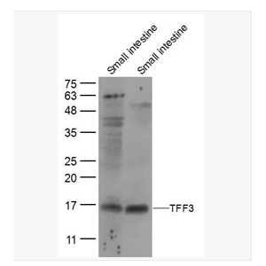 Anti-TFF3 antibody-三叶肽因子3抗体