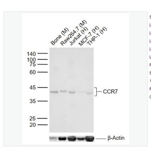Anti-CCR7 antibody -细胞表面趋化因子受体7抗体,CCR7